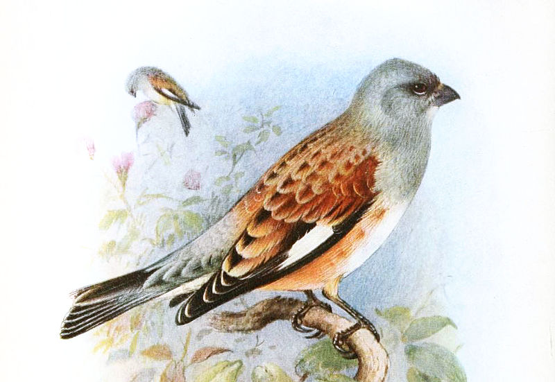 Carduelis yemenensis