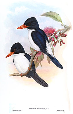 Caridonax fulgidus
