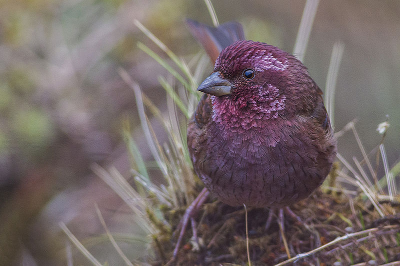 Carpodacus edwardsii