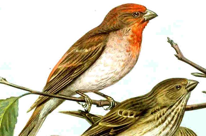 Carpodacus erythrinus