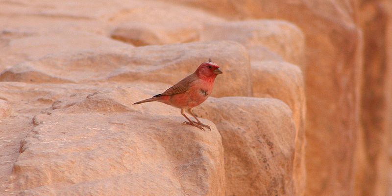 Carpodacus synoicus