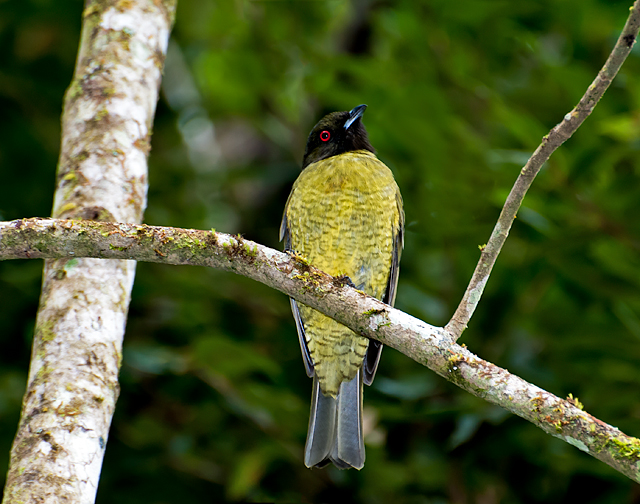 Carpornis melanocephala