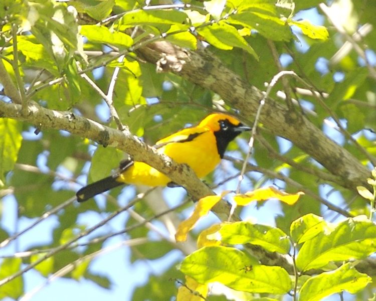 Carterornis chrysomela