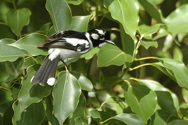 Carterornis leucotis