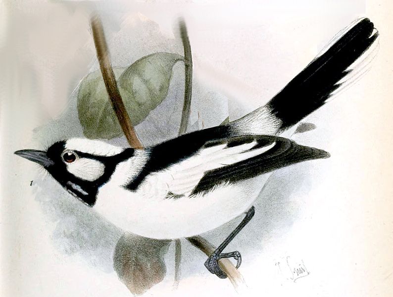 Carterornis pileatus