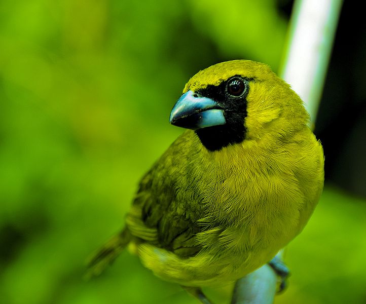 Caryothraustes canadensis
