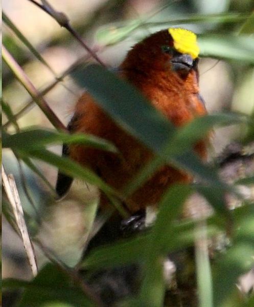 Catamblyrhynchus diadema