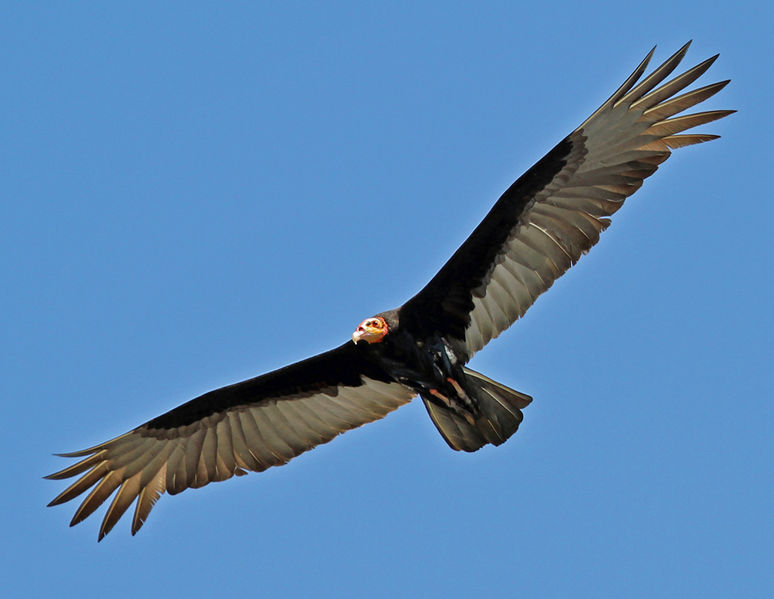 Cathartes burrovianus
