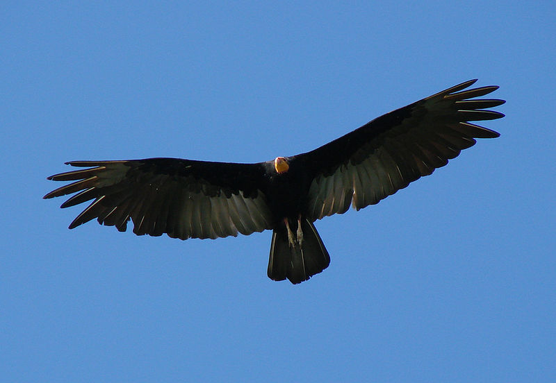 Cathartes melambrotus