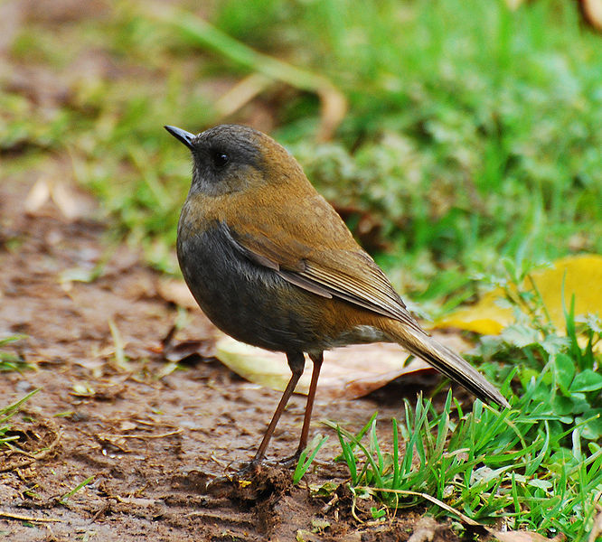 Catharus gracilirostris