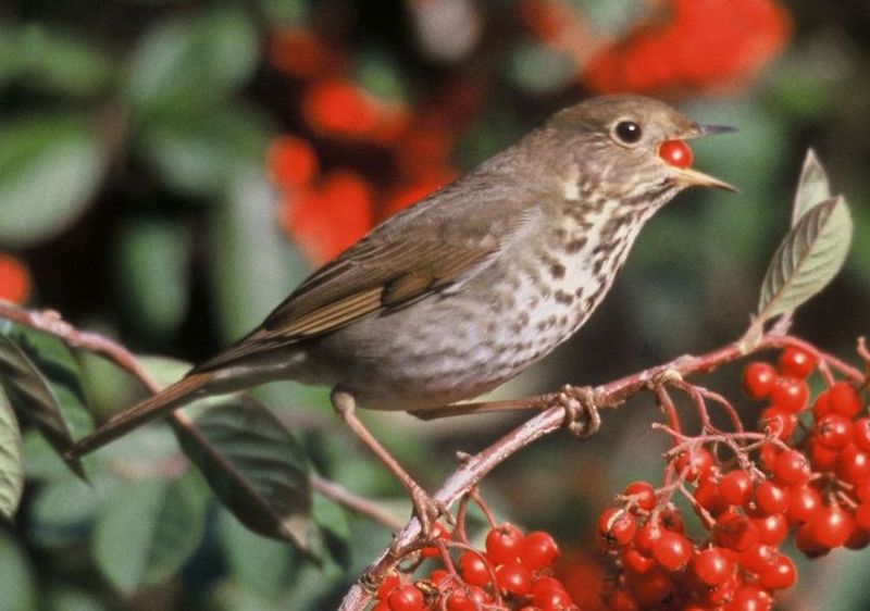 Catharus guttatus