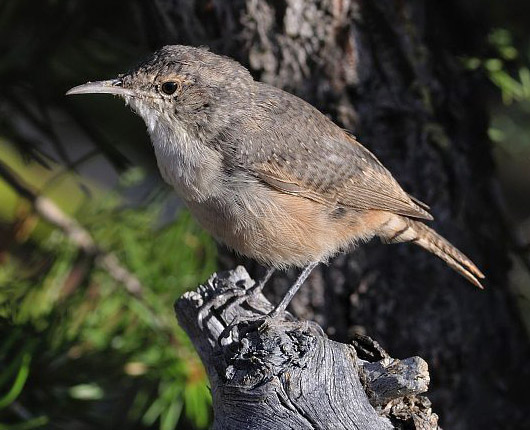 Catherpes mexicanus