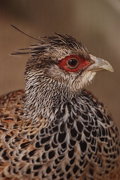 Catreus wallichii