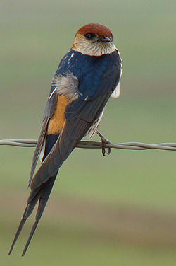 Cecropis cucullata