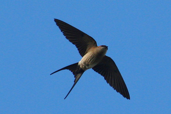 Cecropis daurica