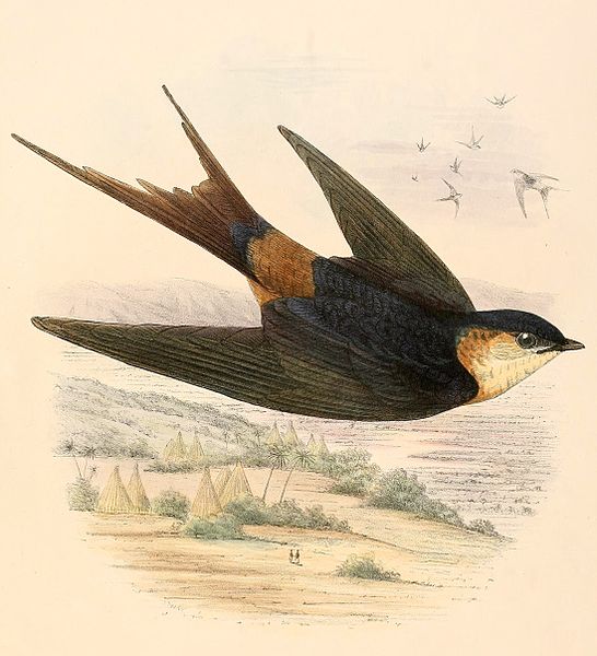 Cecropis senegalensis