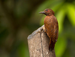 Celeus brachyurus
