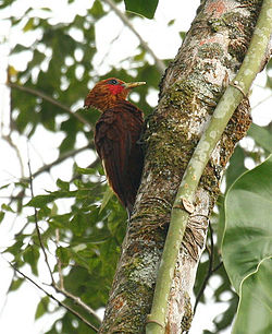 Celeus castaneus