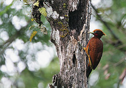 Celeus elegans
