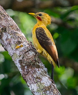 Celeus flavus