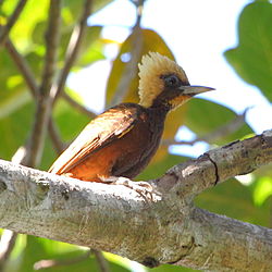 Celeus lugubris