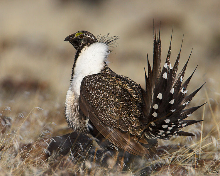 Centrocercus urophasianus