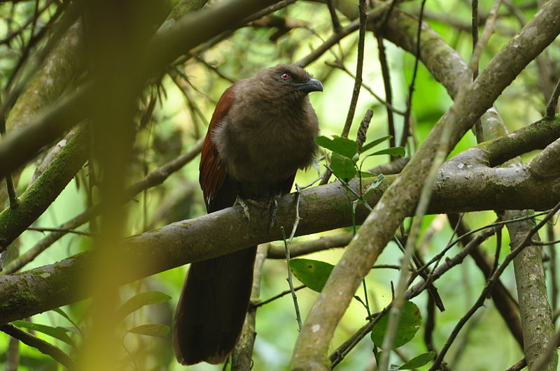 Centropus andamanensis