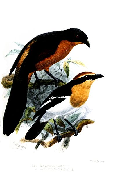 Centropus anselli