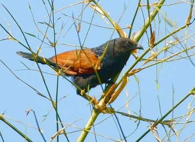 Centropus bengalensis
