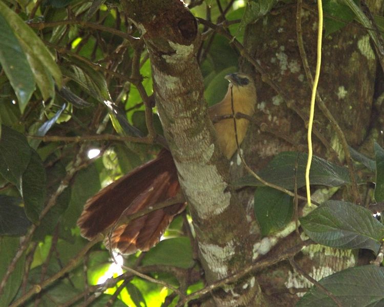 Centropus celebensis