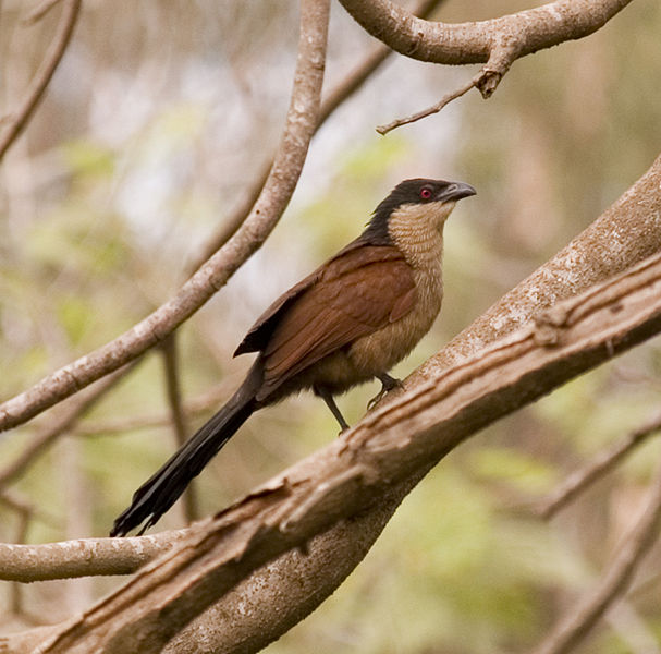 Centropus senegalensis