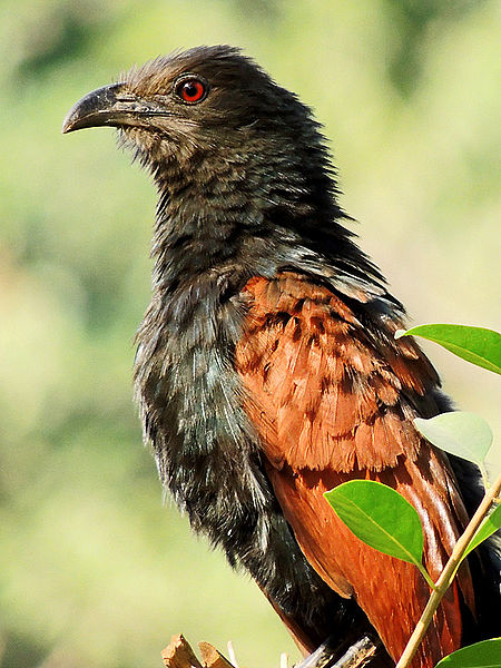 Centropus sinensis