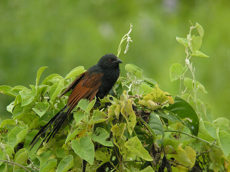 Centropus toulou