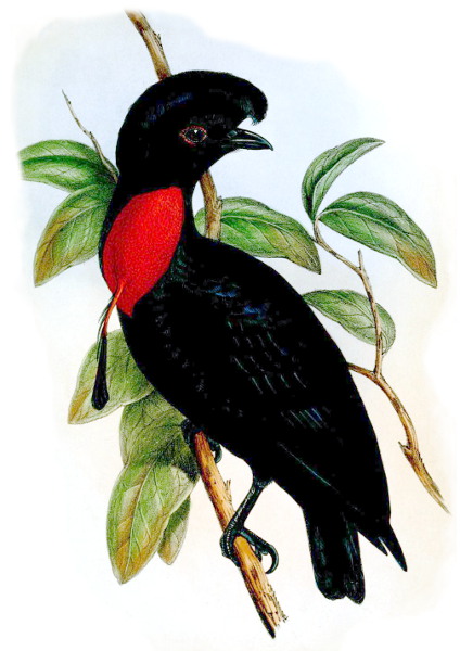 Cephalopterus glabricollis