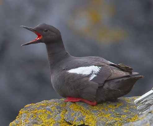 Cepphus columba