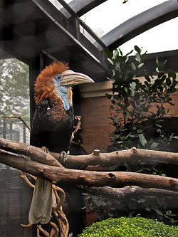 Ceratogymna elata