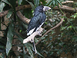 Ceratogymna fistulator