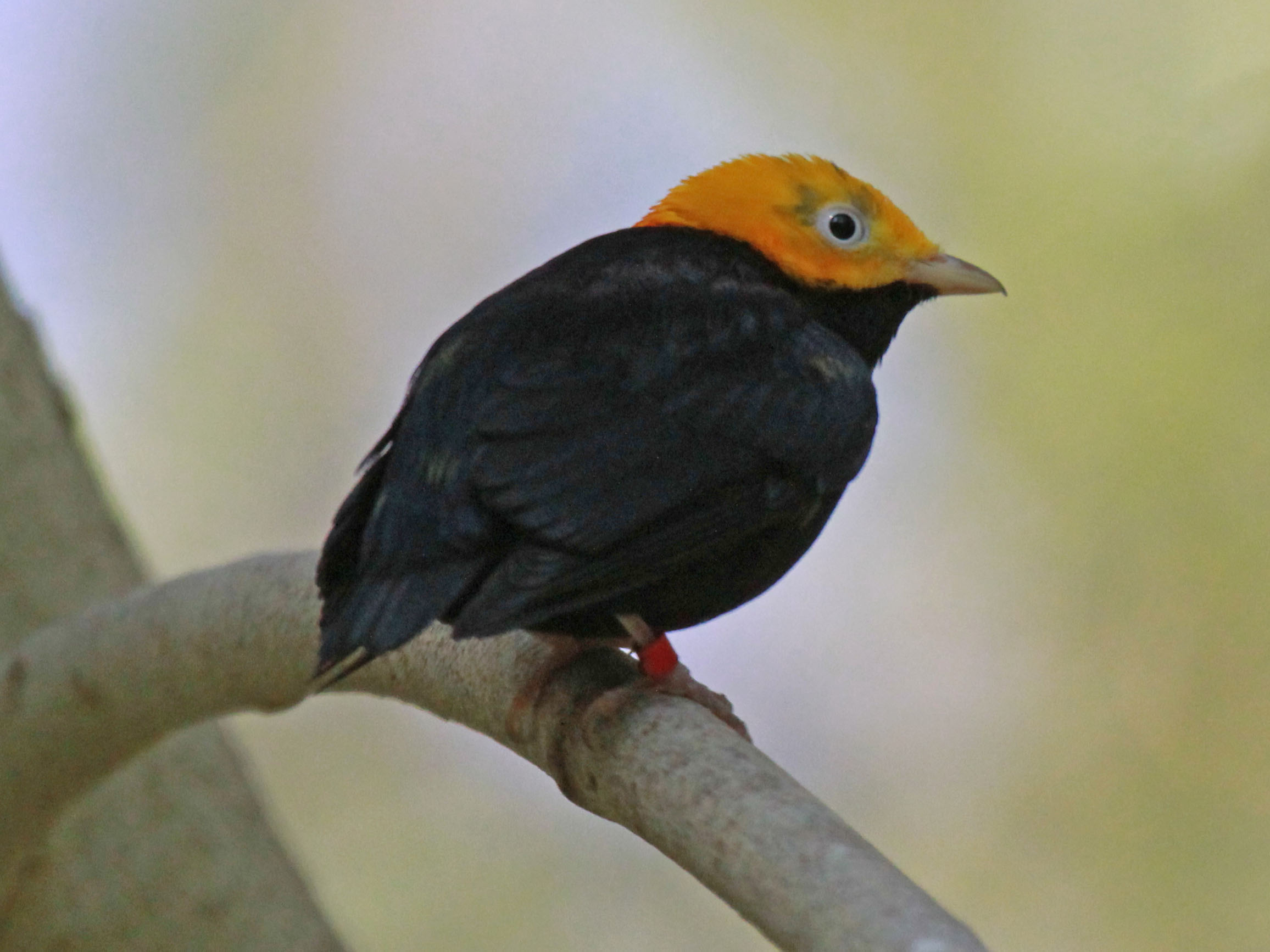Ceratopipra erythrocephala