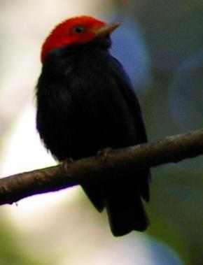 Ceratopipra mentalis