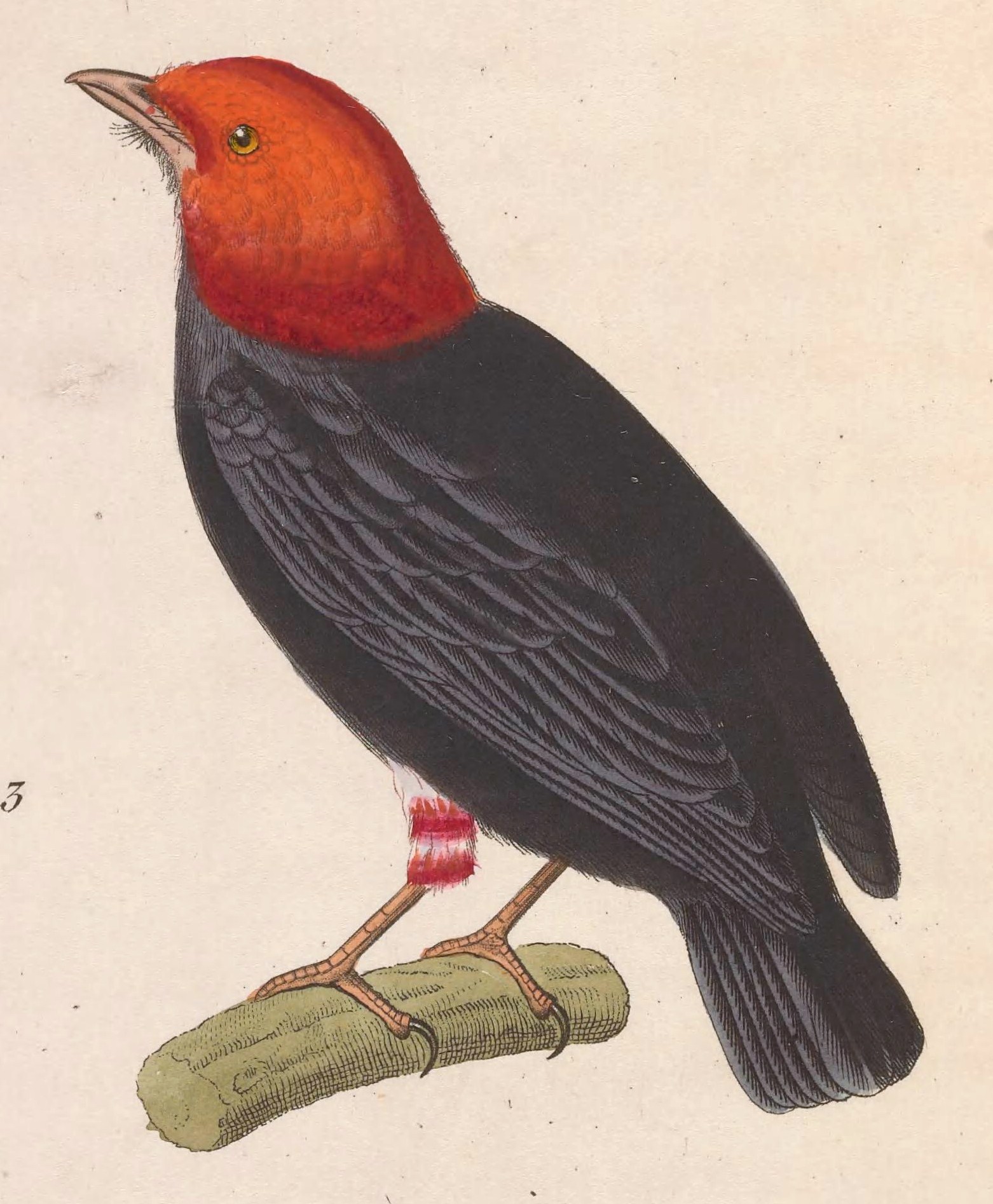Ceratopipra rubrocapilla