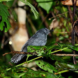Cercomacra nigrescens