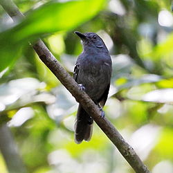 Cercomacra tyrannina