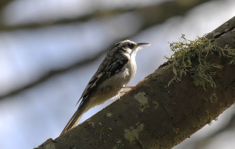 Certhia americana