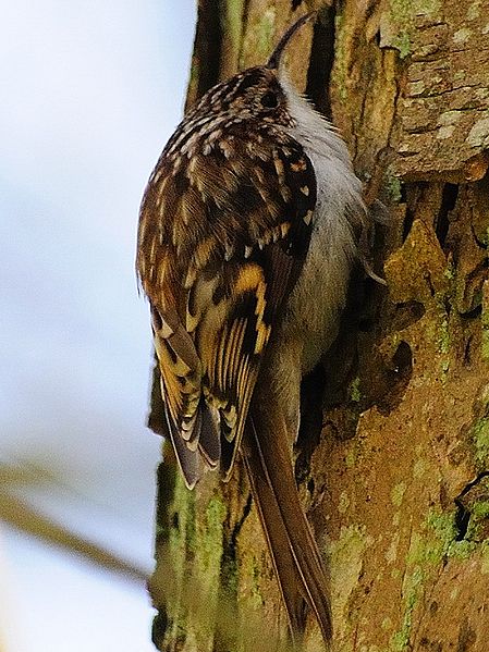 Certhia familiaris