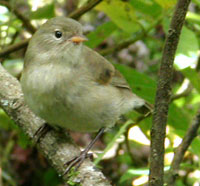 Certhidea olivacea