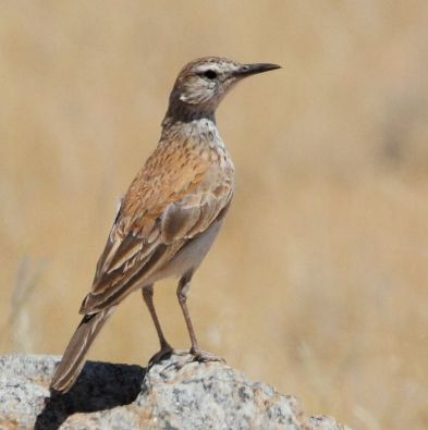 Certhilauda subcoronata