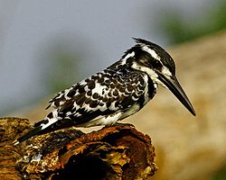 Ceryle rudis
