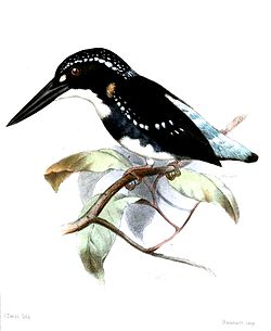 Ceyx argentatus