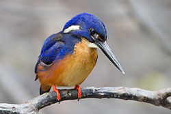 Ceyx azureus