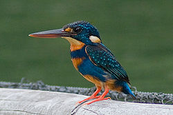 Ceyx cyanopectus